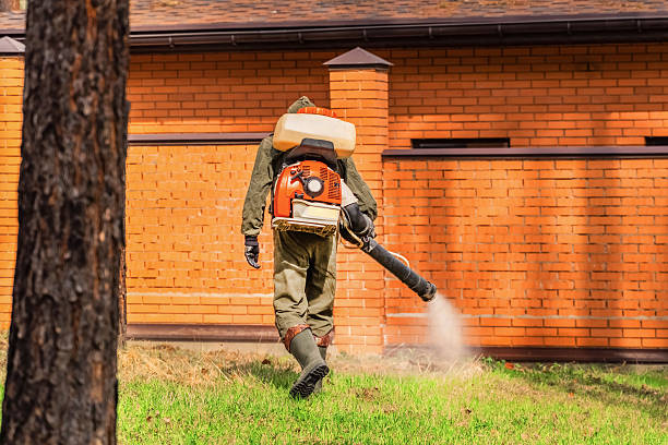 Trusted Ant Control service in Swift Trail Junction, AZ - Nex Pest Control
